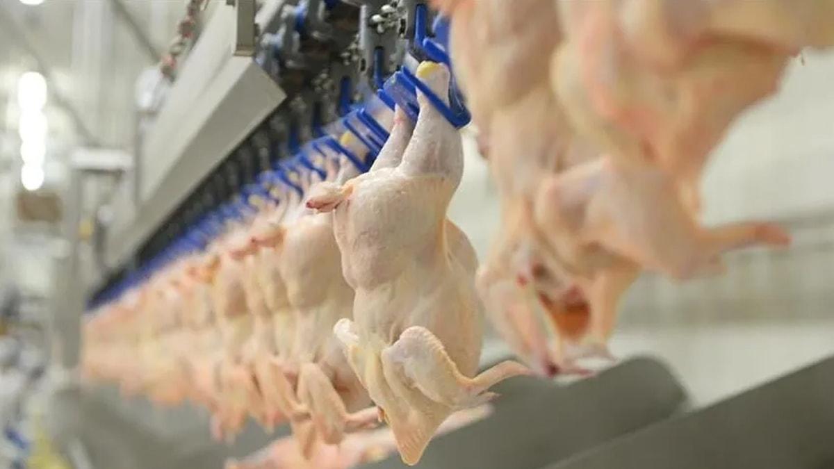 Sahalarda Yüksek Protein Devrimi: Tavuk Eti Üretim Artışı ve Sporcu Beslenmesi